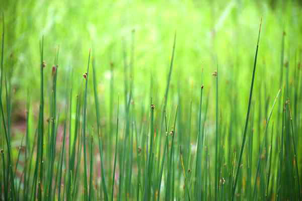 六安市四舉措推深做實“農業綠”